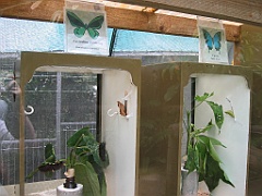 094 Kuranda Butterfly Sanctuary